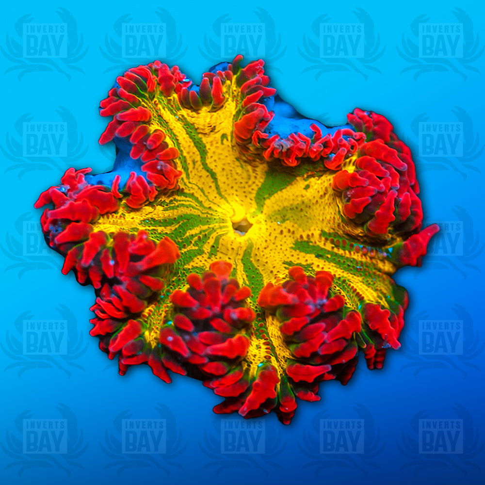 Rock Flower Anemone